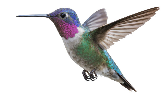 Hummingbird with iridescent purple green and blue plumage, isolated on transparent background