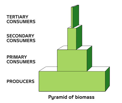 Ecological Pyramid of Biomass and Trophic Levels