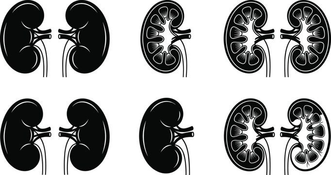 Set of kidney icons with detailed and simplified designs for medical, health, and anatomy-related illustrations