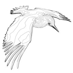 Obraz premium A woodpecker in flight with detailed feathers and focused eyes, its wings spread wide against a white background.