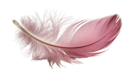 Delicate pink feather with fluffy barbs, isolated on transparent background © Eoin