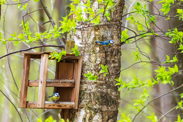 Blue tits at a bird feeder on a tree branch in a spring park. © lizavetta