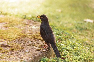 Naklejka premium Blackbird on the grass in a spring park.
