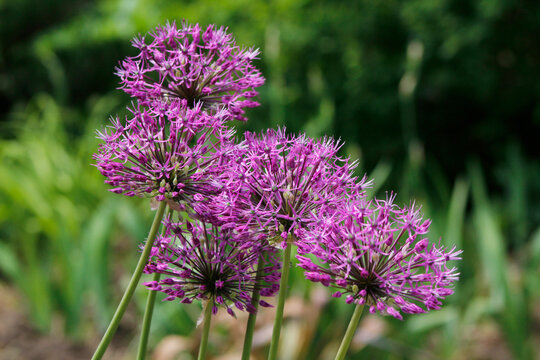 purple allium onion in the garden


