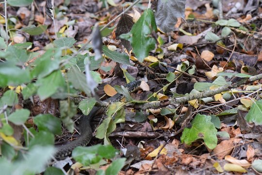 Grass snake on leaves in autumn season in the forest