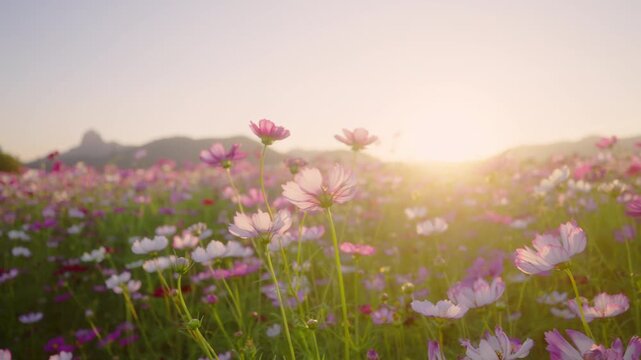 Pink and white cosmos flowers in a sunlit meadow during golden hour with soft backlighting and floral background, ideal for wellness, seasonal, and nature themes.