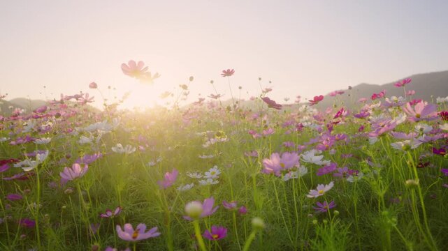 Pink and white cosmos flowers in a sunlit meadow during golden hour with soft backlighting and floral background, ideal for wellness, seasonal, and nature themes.