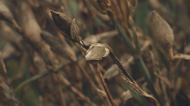 Dead brown leaf close up with a sliding camera motion stock footage