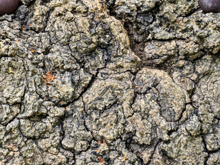 Fototapeta premium Rough, cracked tree bark texture close-up