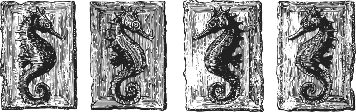 vintage seahorse engraving set detailed sea horse marine animal antique sketch decorative illustration
