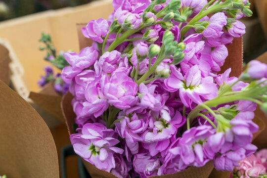 Close up of fresh purple matthiola incana flowers in a craft paper wrap.