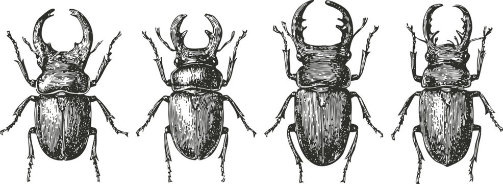 Vintage stag beetles engraving stag beetle insects with large mandibles detailed black and white entomology drawings set