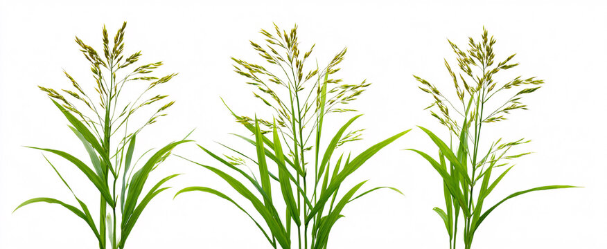 Frontal Panicum virgatum (Switchgrass Prairie Grass) showcased on a clean white backdrop high-res.