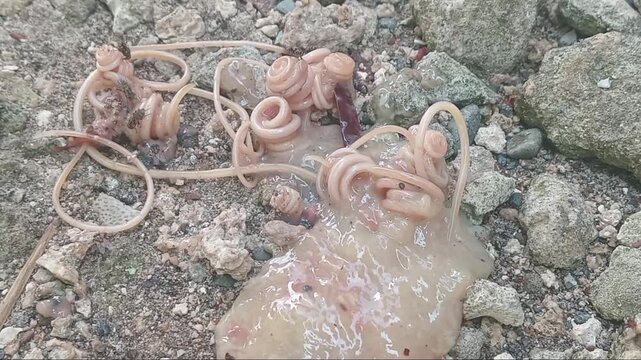 Parasitic roundworms Toxocara canis in puppy stool on dirt