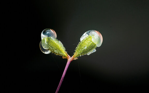 Closeup of boerhavia diffusa flower buds with dew droplets on dark background