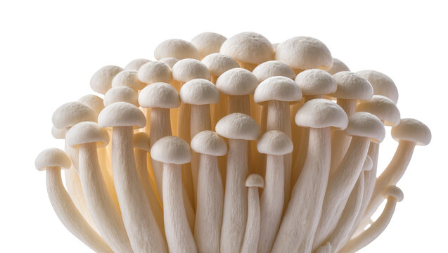Cluster of white enoki mushrooms with delicate stems, isolated on transparent background