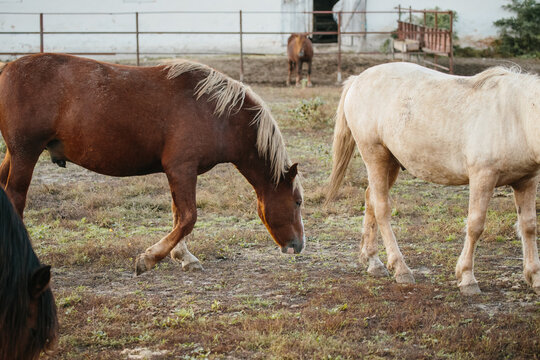 Farm horses pasturing daily in rural paddock
