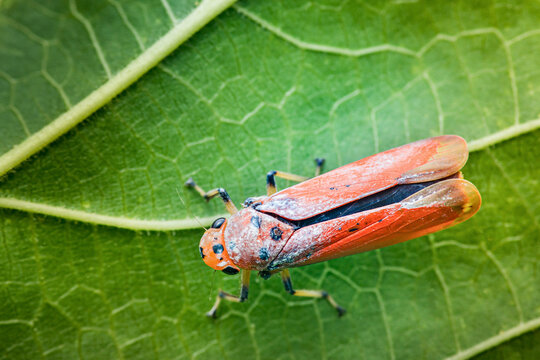 Sharpshooter leafhopper crawling on a green leaf