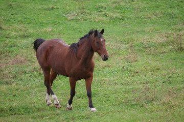 Obraz premium Brown horse walking through green grassy field