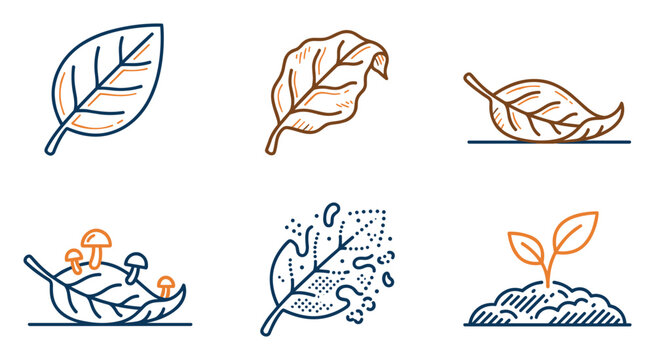 Leaf life cycle stages. Fresh, dry, decomposing leaf and seedling. Natural ecology icons.