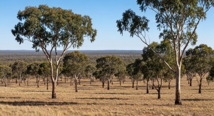 Fototapeta premium Panoramic shot of trees sparsely dotting a field with a distant line of trees under blue skies