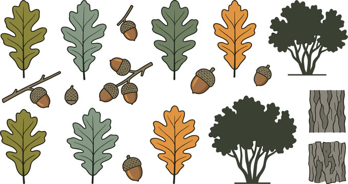 Oak tree leaf and acorn collection with forest foliage branches and wood bark texture flat vector illustration bundle