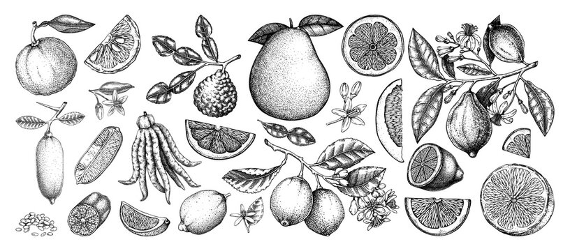 Citrus fruits hand-drawn vector illustrations collection, Vintage botanical set in engraving style NOT AI generated