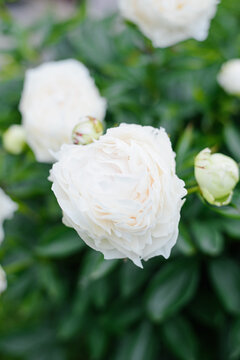 Top View of Creamy White Peony Flowers