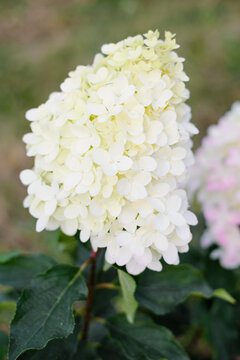 Spectacular Pinkachu Hydrangea Paniculata With Pure White Flower Clusters
