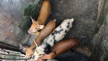 A healthy young piglet in a pen © Jimmy