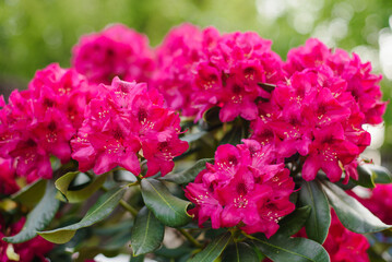 Fototapeta premium Vibrant Rhododendron Nova Zembla Flowers with Dew Drops