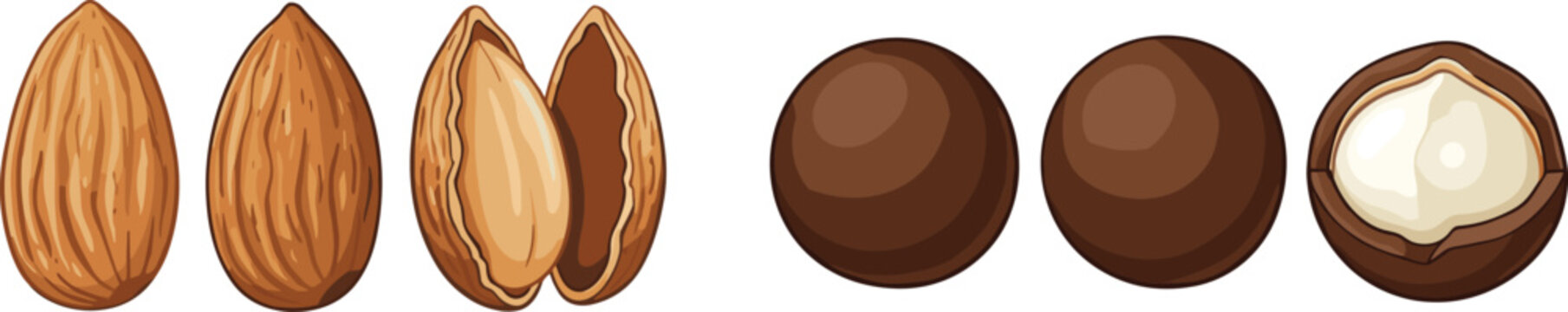 Almond and Macadamia Nut Illustration Collection Featuring Whole Cracked and Shelled Organic Snacks for Healthy Food Packaging Design Projects