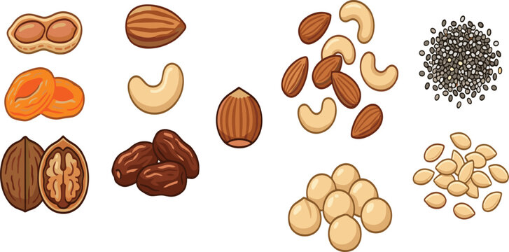 Healthy Nuts and Seeds Food Illustration Collection Featuring Almond Cashew Walnut Apricot Macadamia and Chia for Organic Nutrition Designs