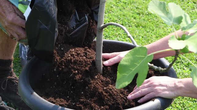 Two gardeners working together, pouring fresh potting soil from a bag into a large black container to plant a young fig tree, carefully patting down the earth around the delicate sapling