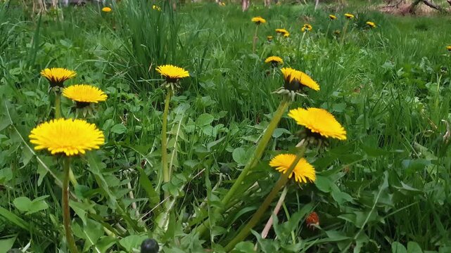 Close-up of lush blooming dandelion or Taraxacum with yellow flowers swaying in wind among fresh green grass on lawn at spring day. Beautiful springtime wildflower natural background, soft focus.