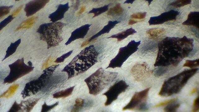 Microscopic Pattern of Octopus Skin with Regular Chromatophores Texture