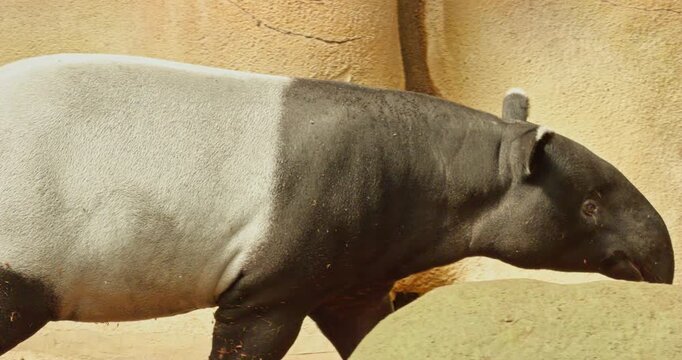 Malayan tapir animal beast closeup view of wildlife creature in natural environment