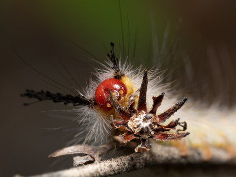 White-marked tussock moth caterpillar with red head and white hair tufts on dried seed pod, extreme macro portrait, Florida