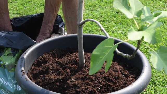 The hands of an experienced gardener carefully transplant a young fig bush, adding fresh soil, concept of propagating rare varieties from extinction, Earth Day