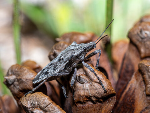 Leaf-footed bug perching on dried seed pod among leaf litter, macro close-up portrait, Florida