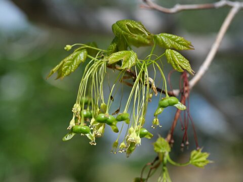 Developing samaras and flowers of Silver Maple (Acer saccharinum) in spring