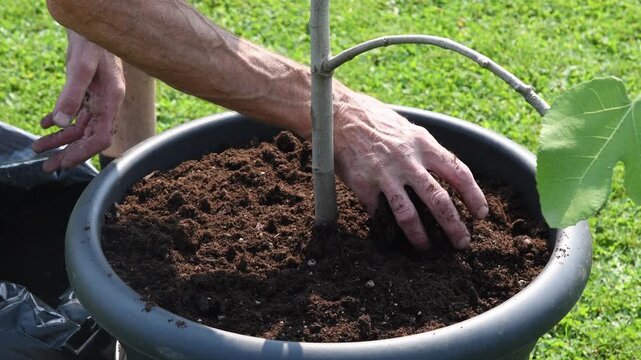Close up of a gardener's hands carefully adding fresh soil and compost to pot with Brown Turk variety fig tree,planting and cultivating sapling in sunny garden during spring season