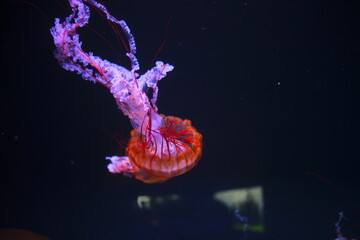 jellyfish in water © nox