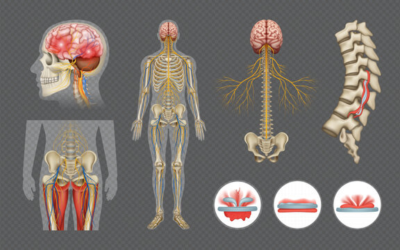 Human Nervous System Transparent Anatomy Set