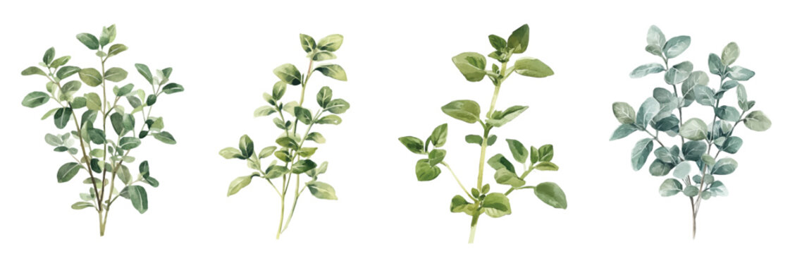 Simple design, Beautiful marjoram plant set painting design. Hand-painted style, vectorized, vector set available in EPS Simple Hand-painted watercolor style. leaves collection