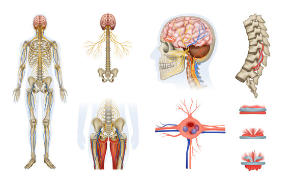 Human Nervous System Anatomy Vector Set