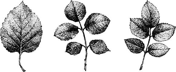 Fototapeta premium Three small leaf sprigs stippled and displayed on paper