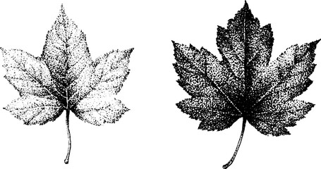 Obraz premium Pair of maple leaves stippled showing tonal variation on sheet