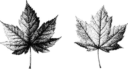 Obraz premium Two maple leaves stippled and positioned flat on white paper