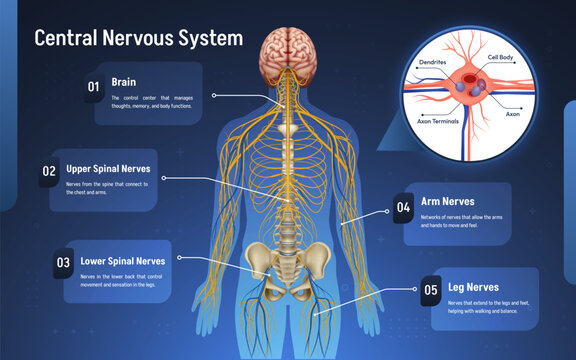 The Nervous System Educational Infographic
